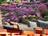 nezu jinja