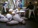 tokyo - tsukiji market : découpe du thon